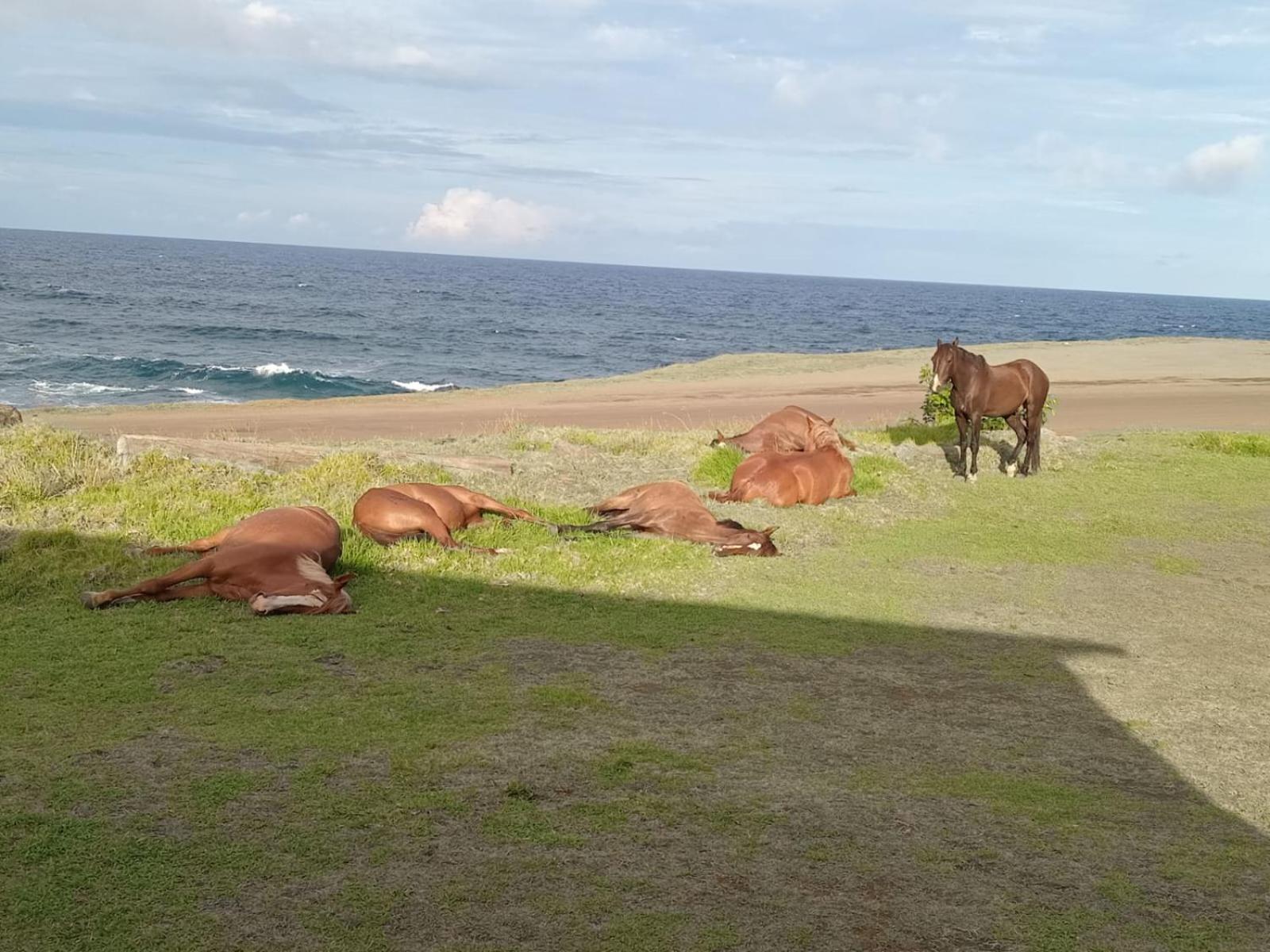 Cabanas & Hostal Tojika Hanga Roa Eksteriør bilde